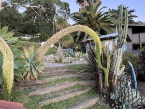 Check out these amazing plants and how they play into the architecture of the property